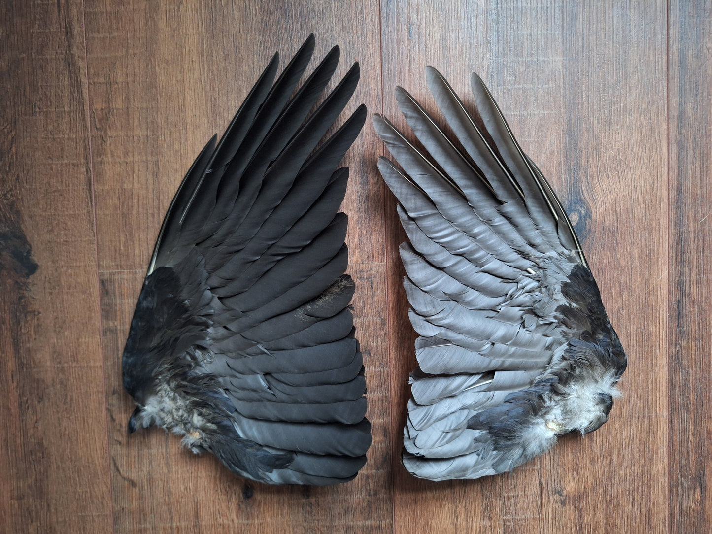 Crow set of wings #23