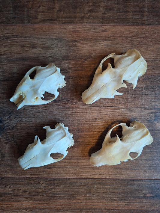 Alpine marmot upper skulls, B-quality