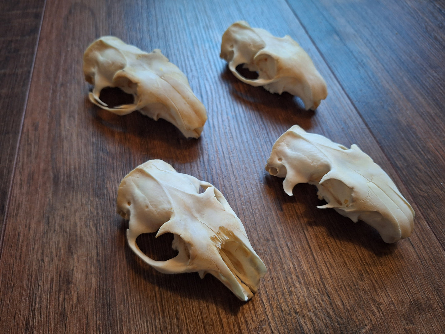 Alpine marmot upper skulls, B-quality