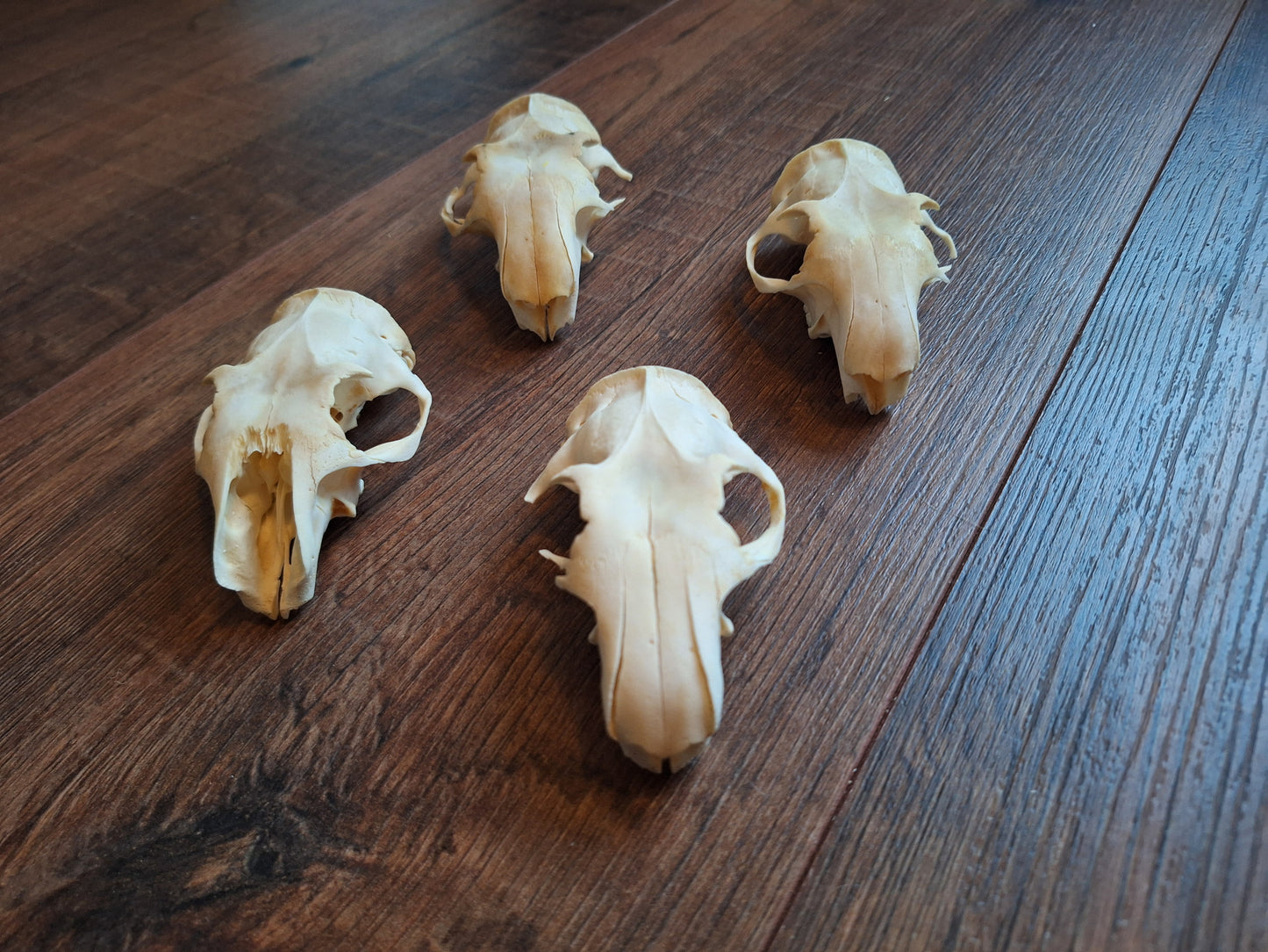 Alpine marmot upper skulls, B-quality