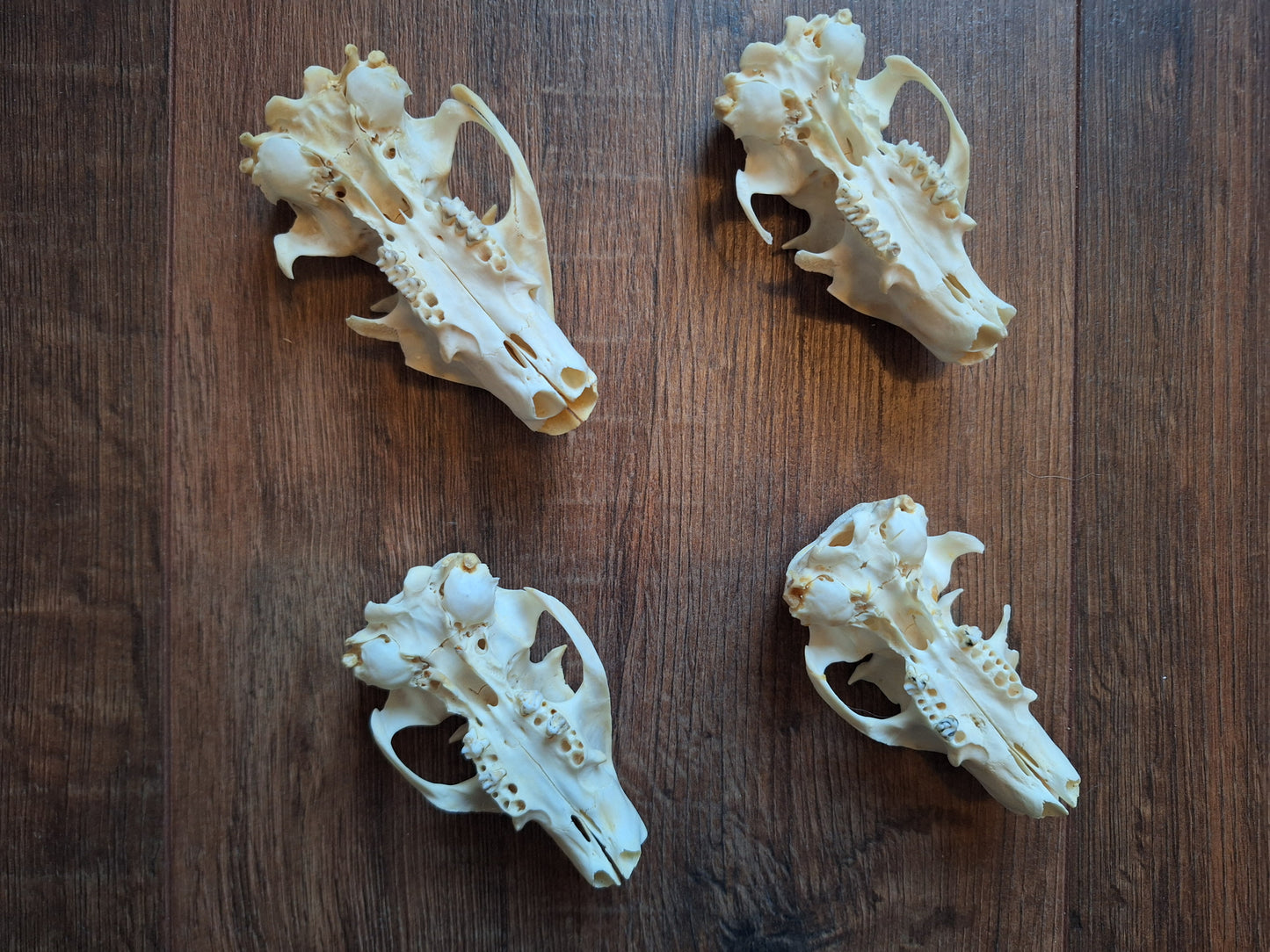 Alpine marmot upper skulls, B-quality