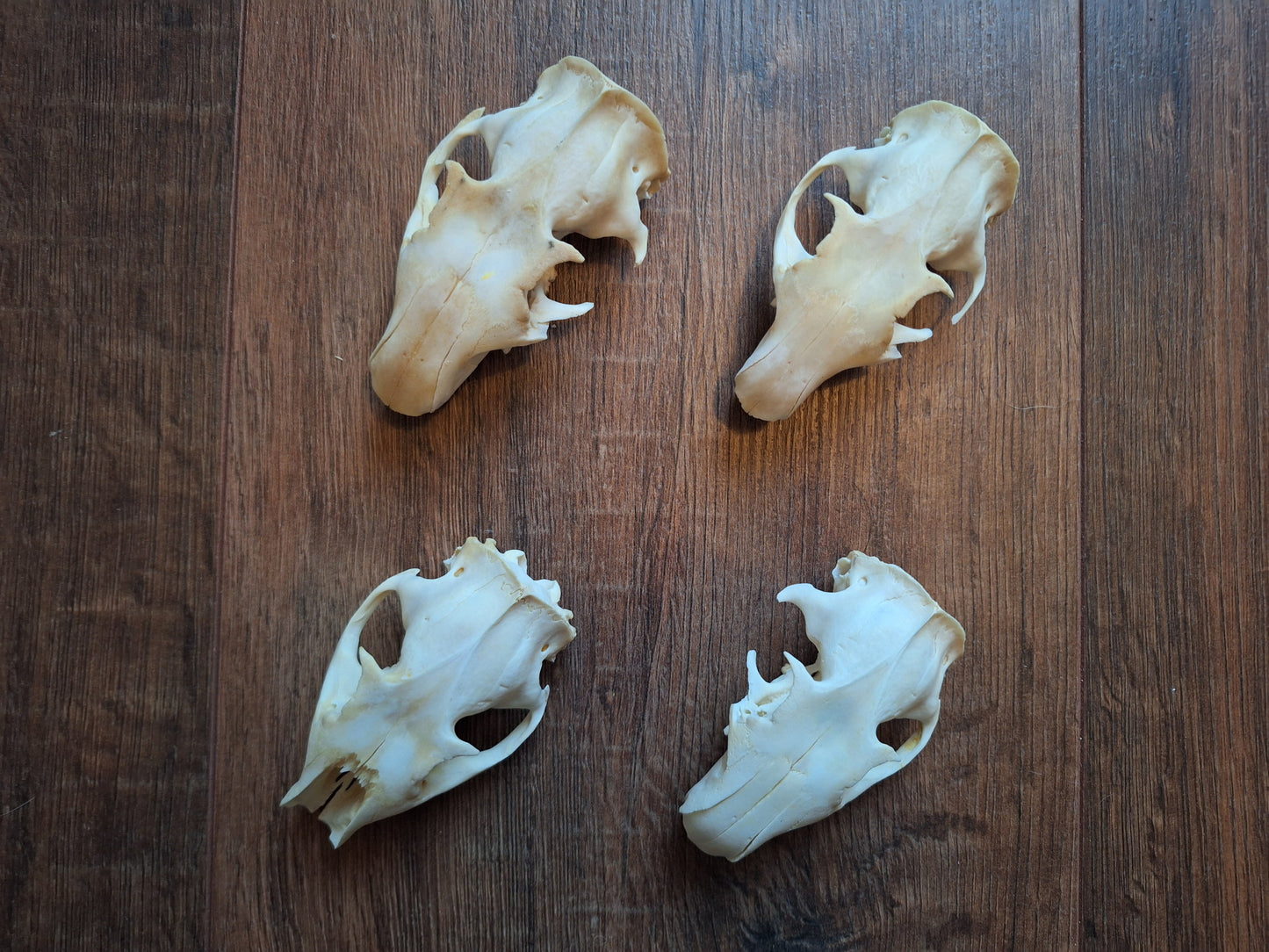 Alpine marmot upper skulls, B-quality