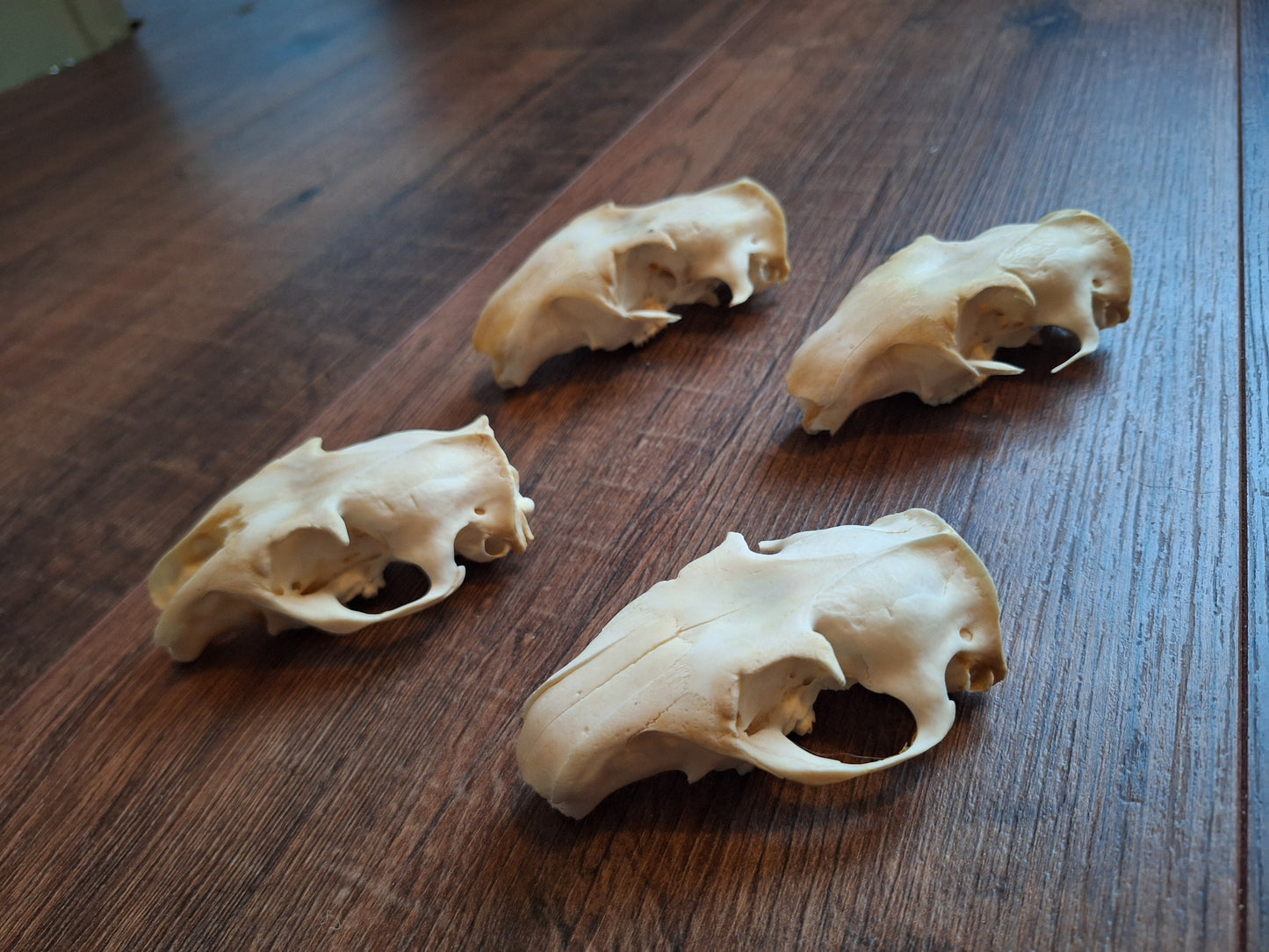 Alpine marmot upper skulls, B-quality