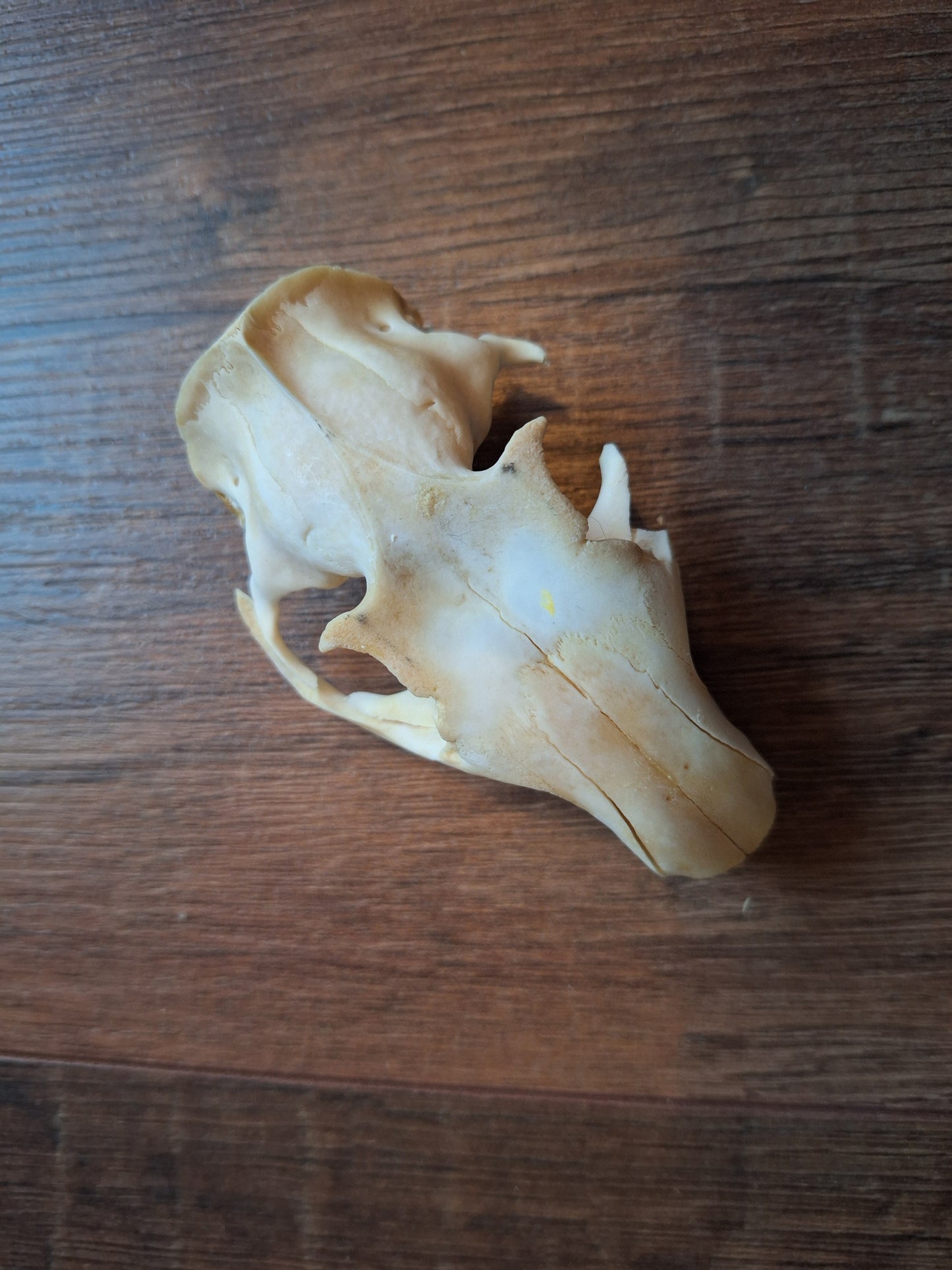 Alpine marmot upper skulls, B-quality