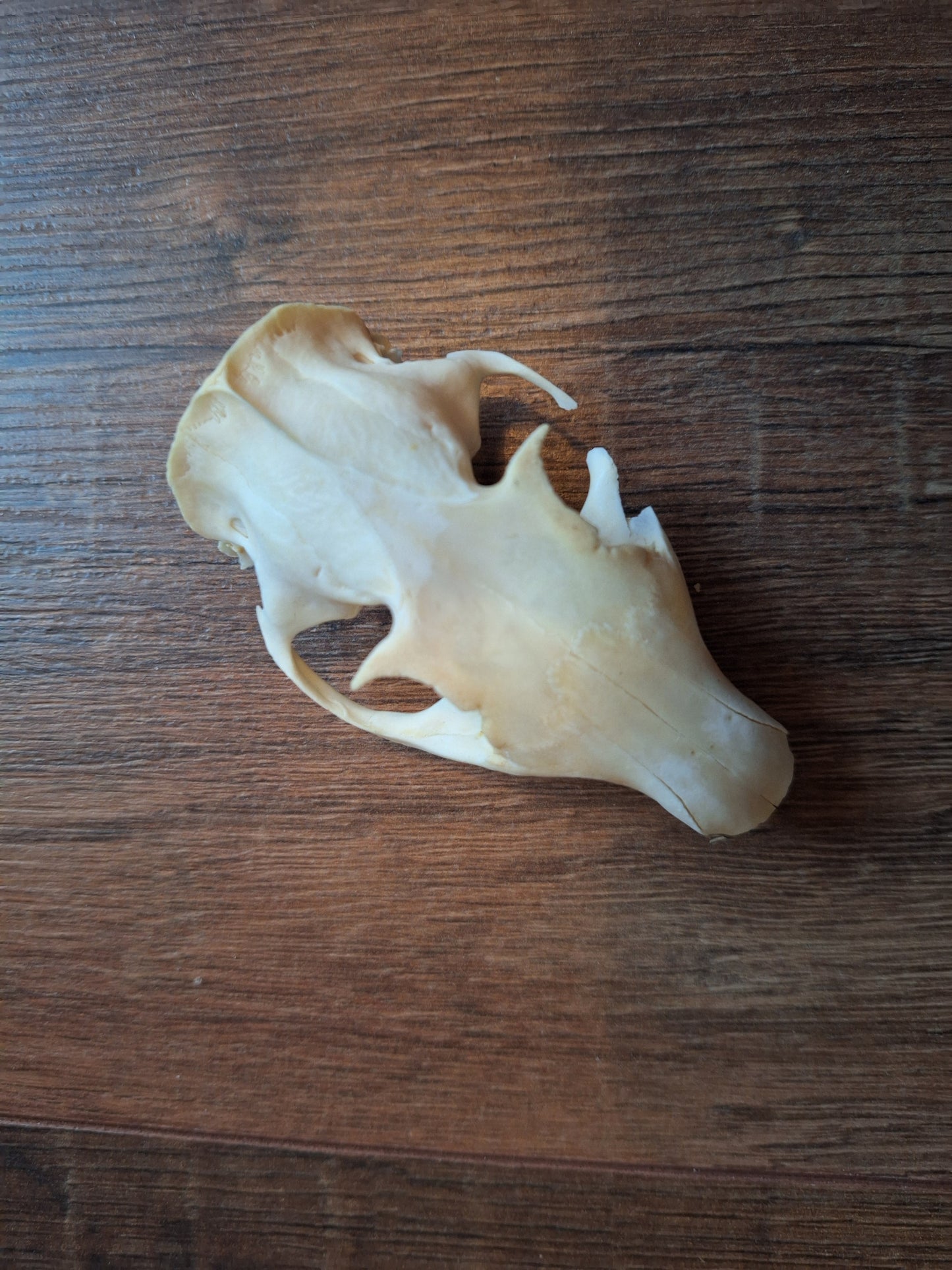 Alpine marmot upper skulls, B-quality