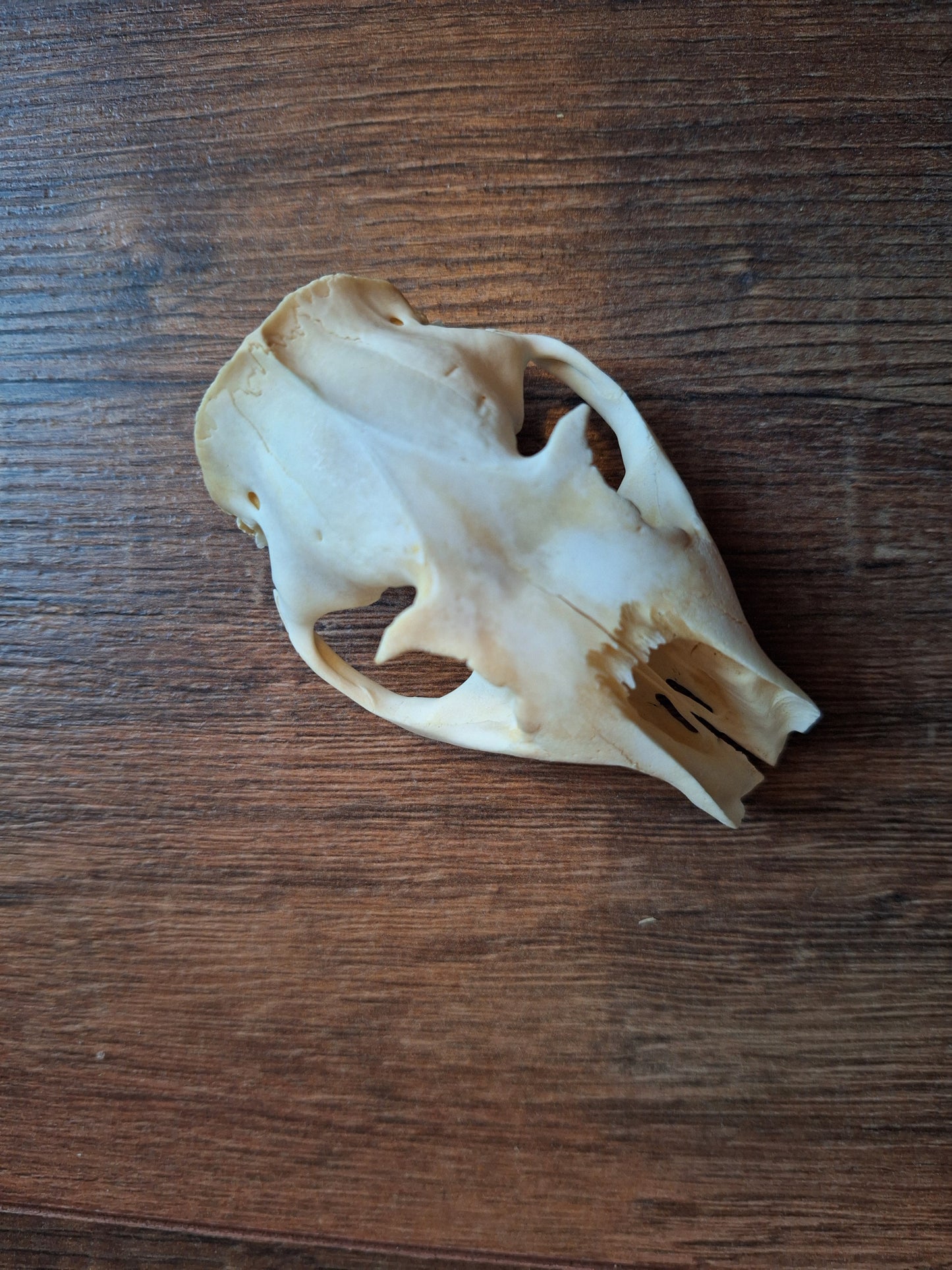 Alpine marmot upper skulls, B-quality