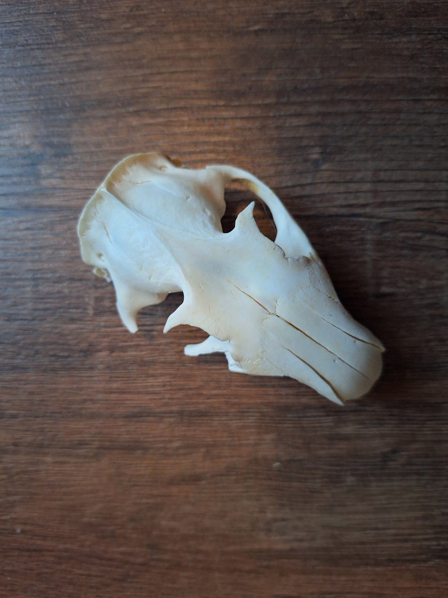 Alpine marmot upper skulls, B-quality