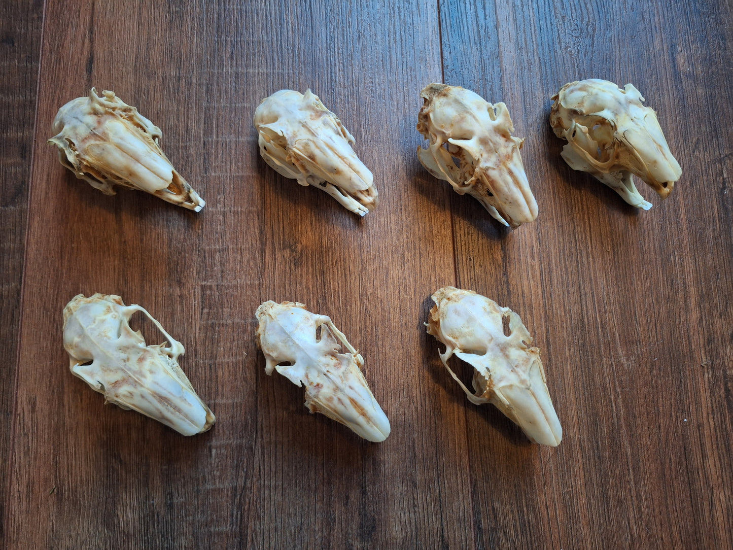 Rabbit skulls