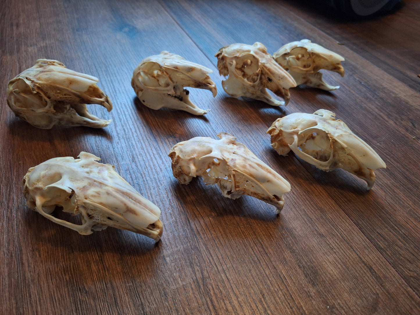 Rabbit skulls