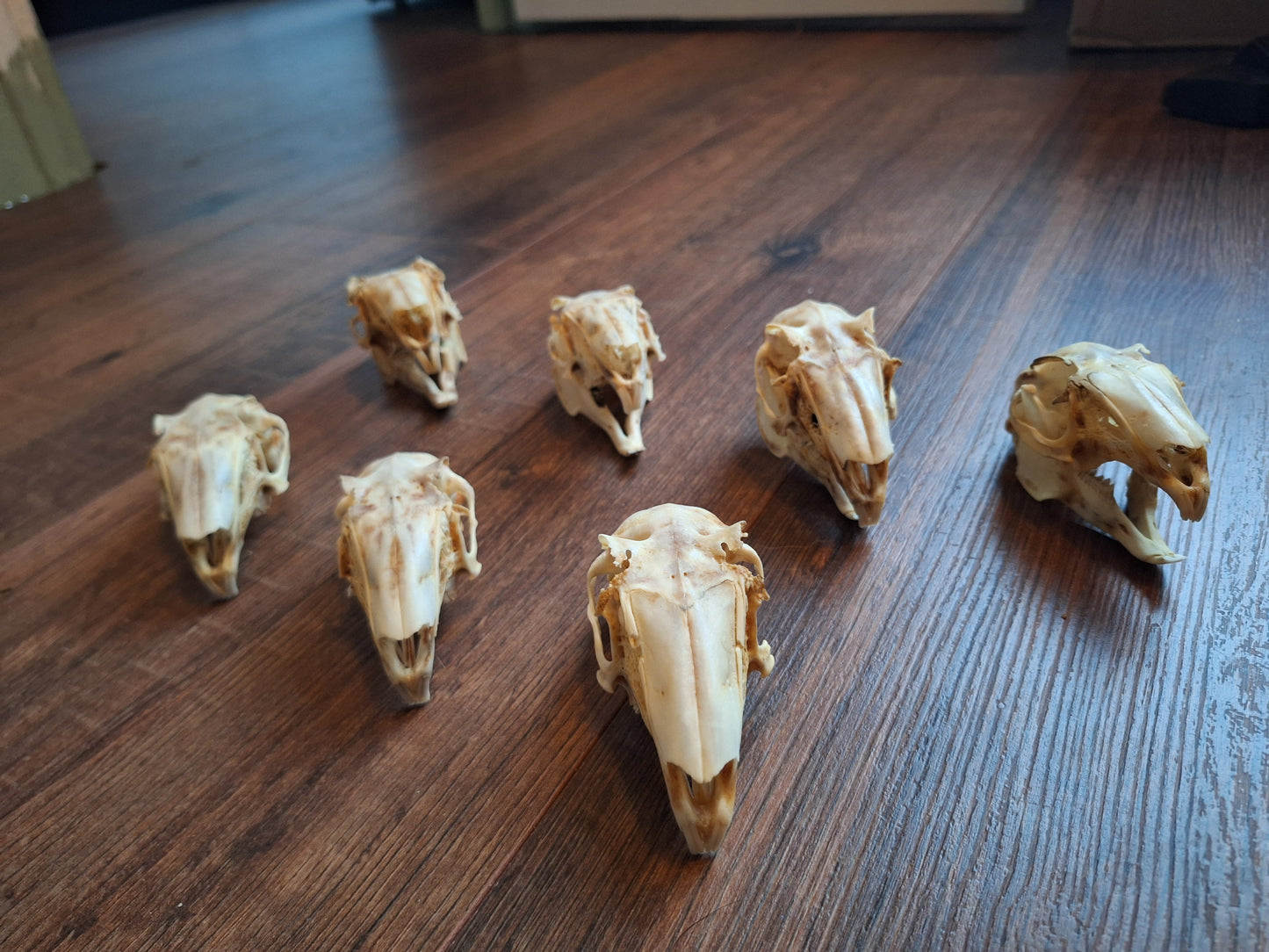 Rabbit skulls