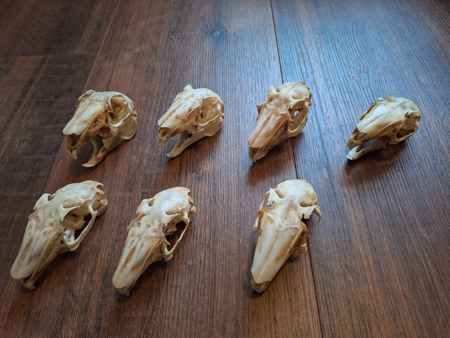 Rabbit skulls