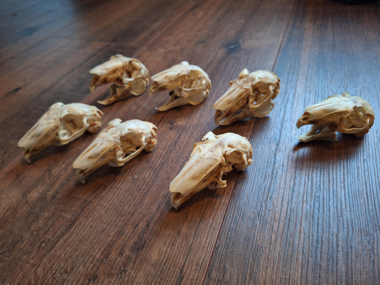 Rabbit skulls