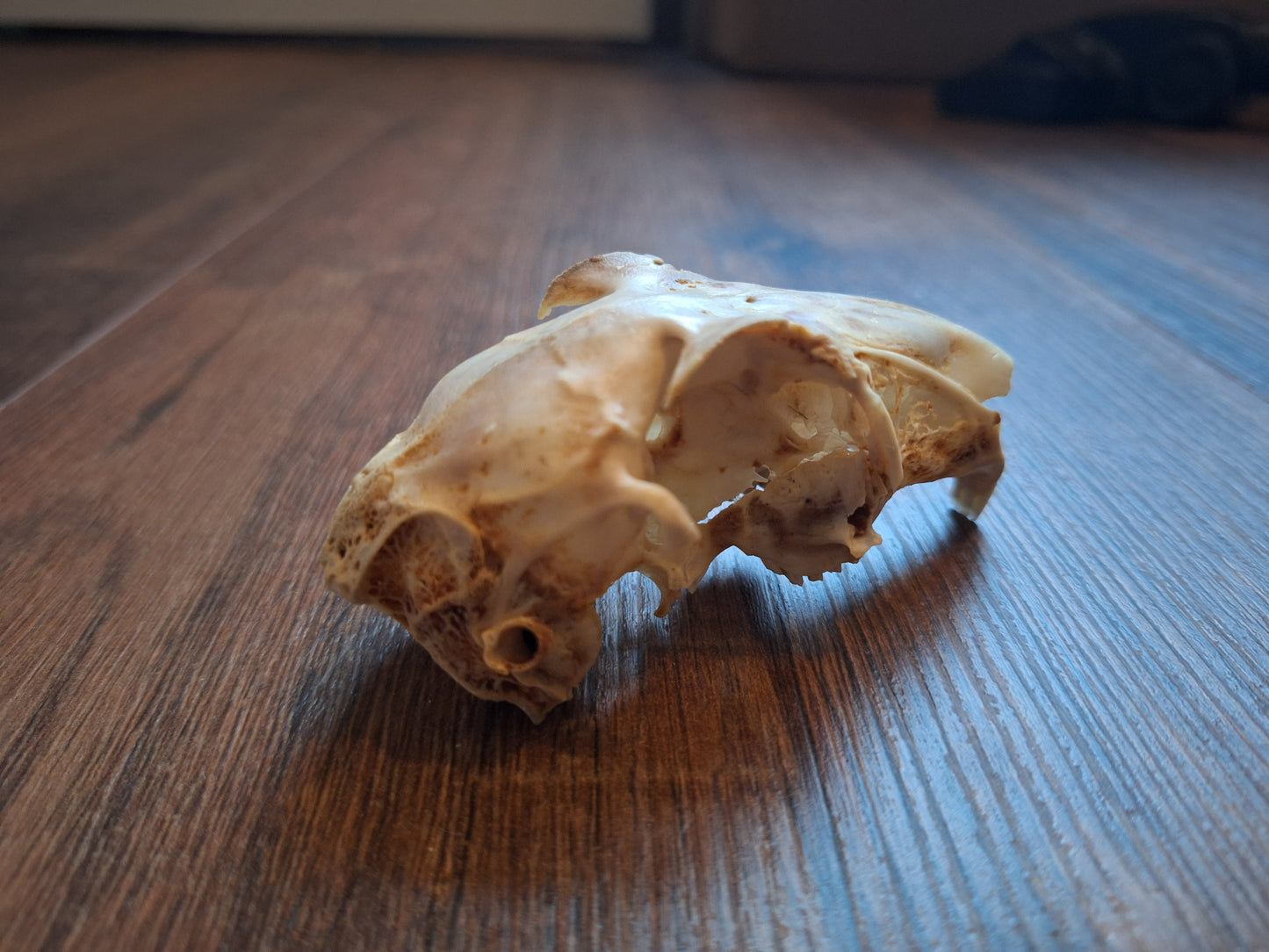 Rabbit skulls