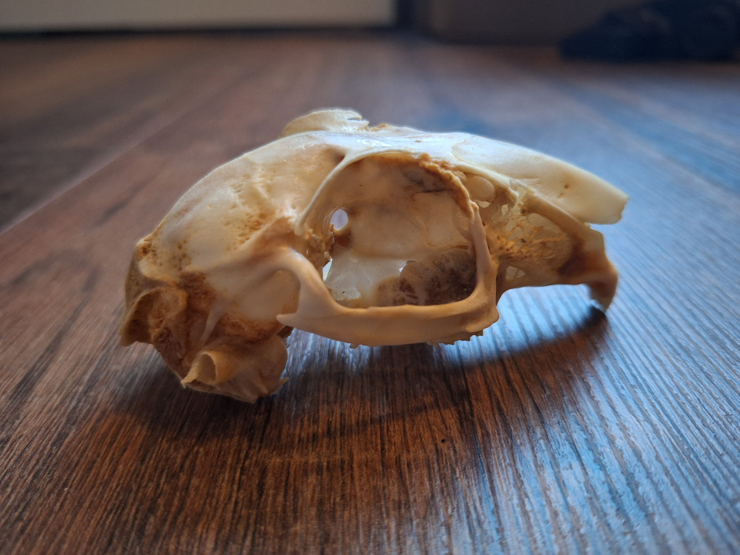 Rabbit skulls