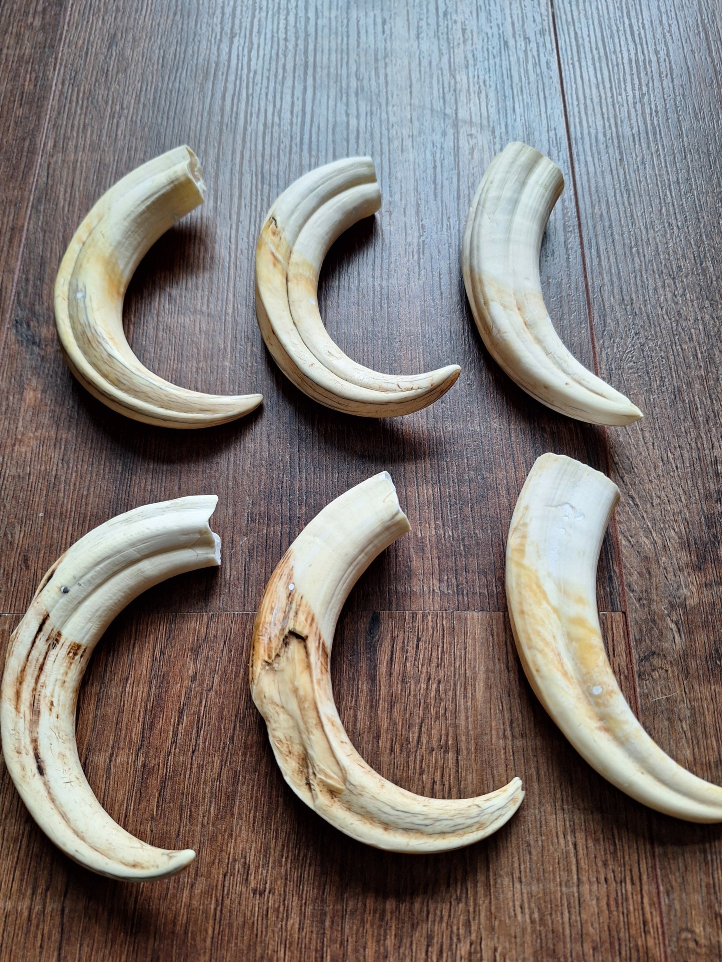 Wart hog tusks