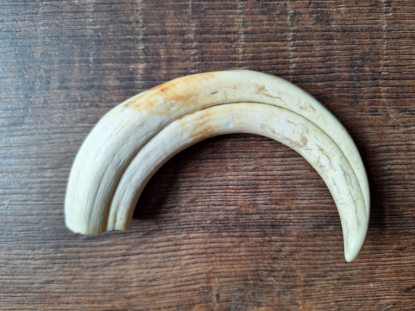 Wart hog tusks