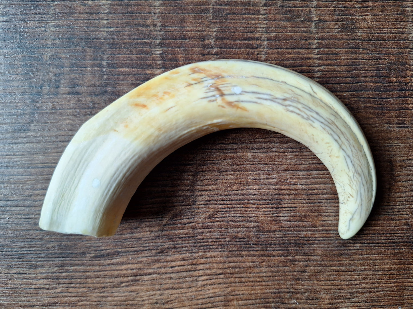 Wart hog tusks