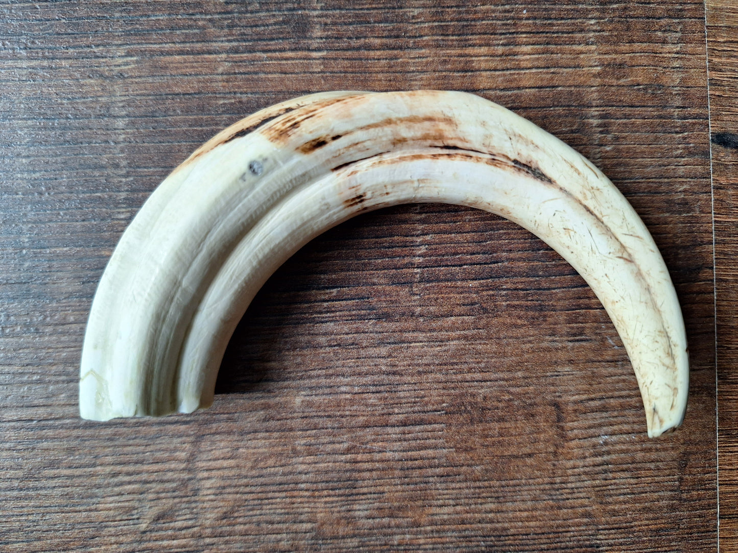 Wart hog tusks