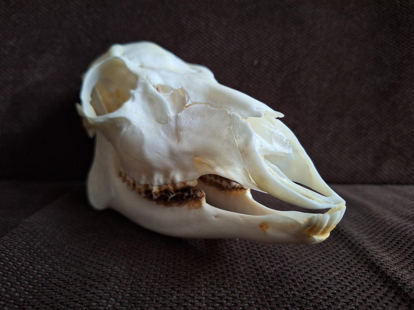 Roe deer skull