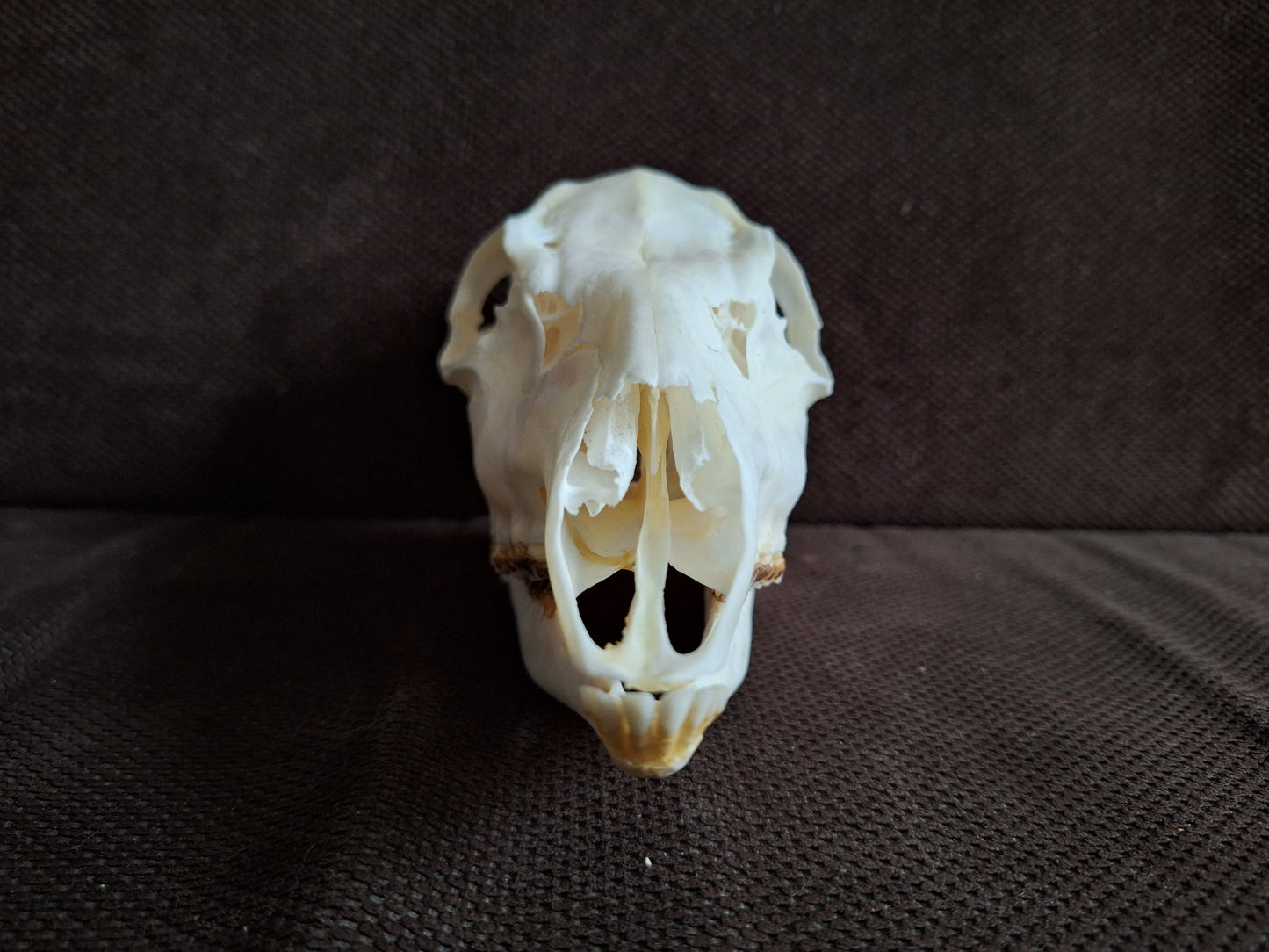 Roe deer skull