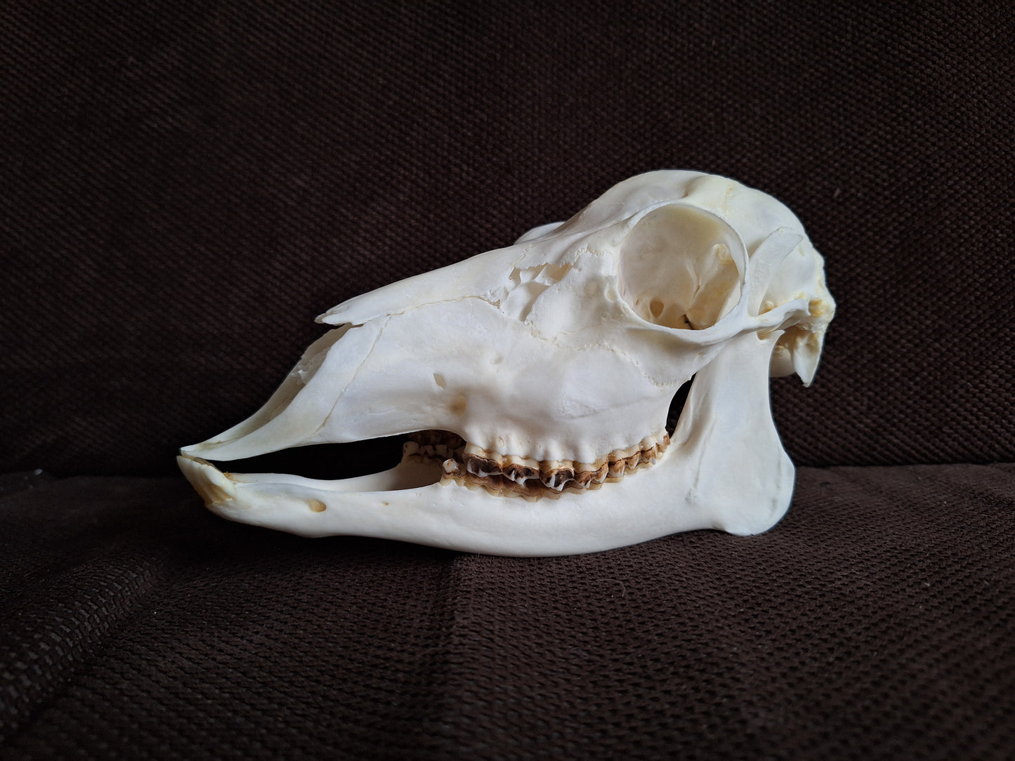 Roe deer skull