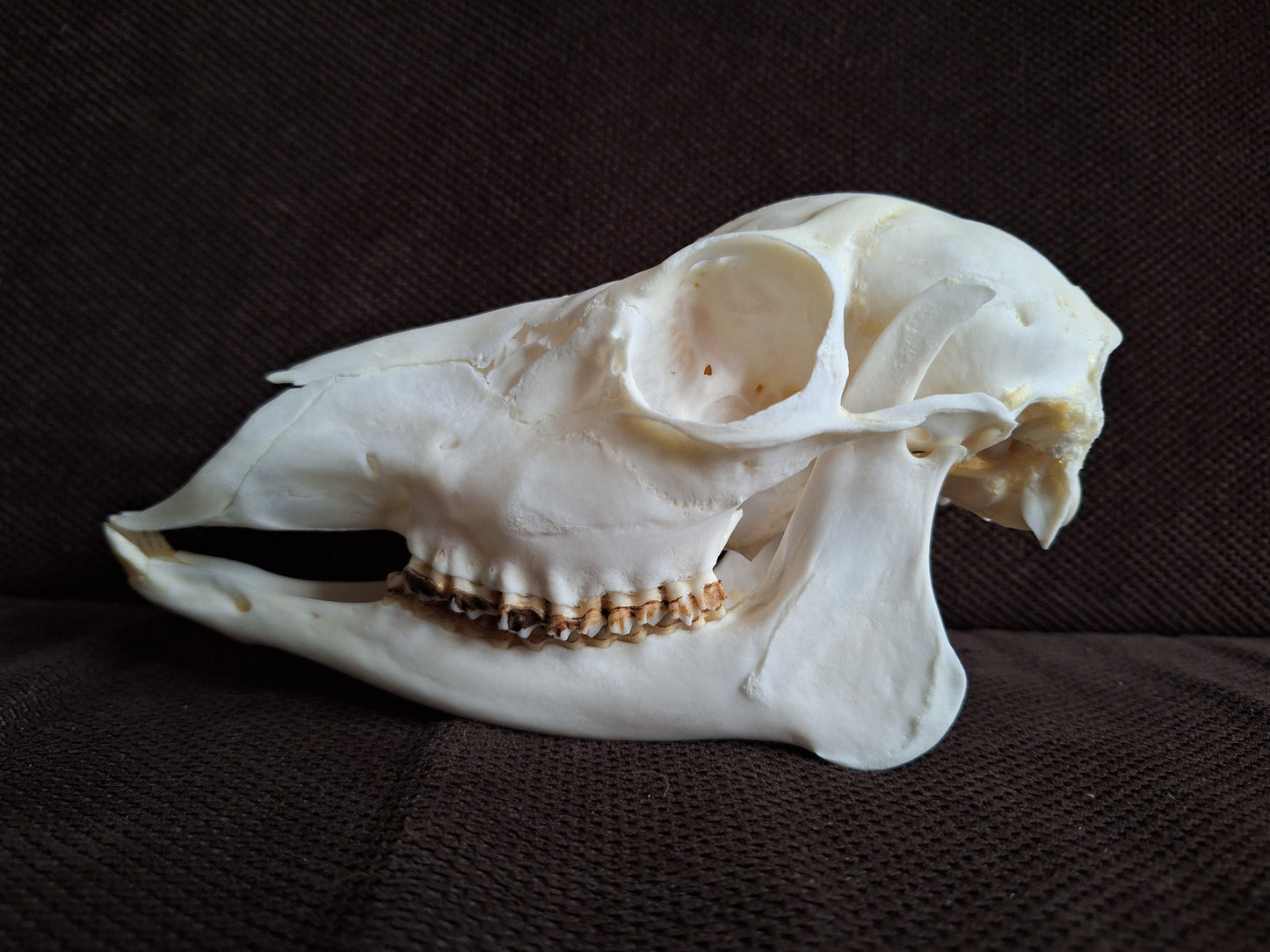 Roe deer skull