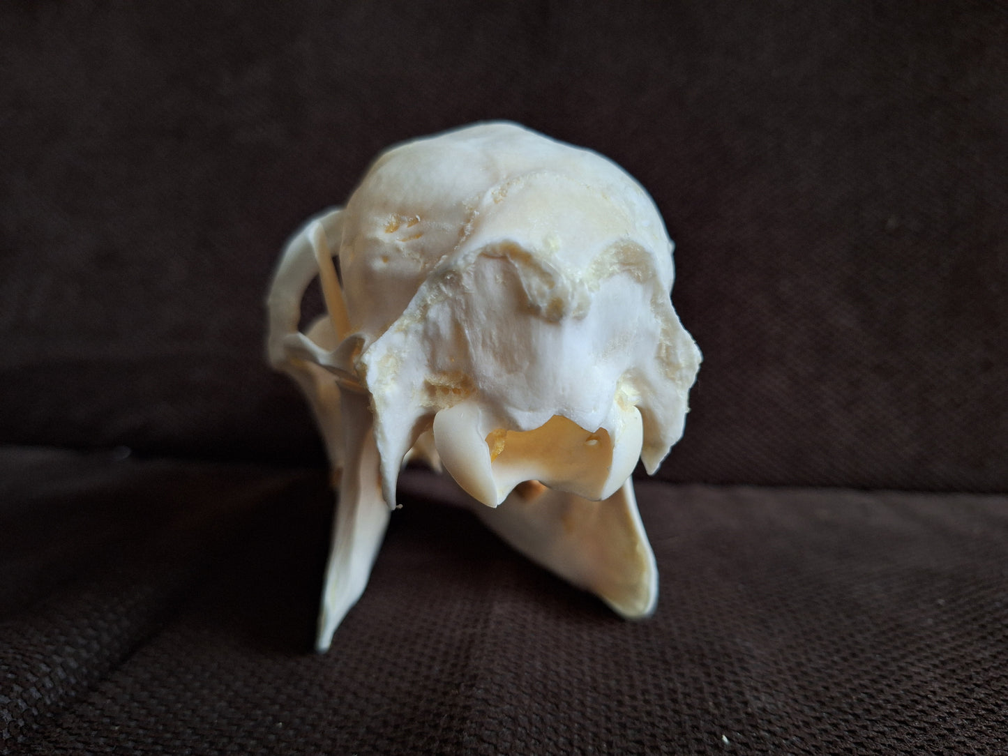 Roe deer skull