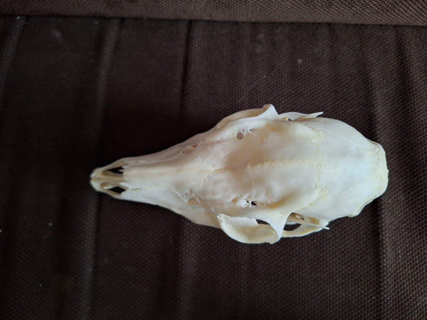 Roe deer skull