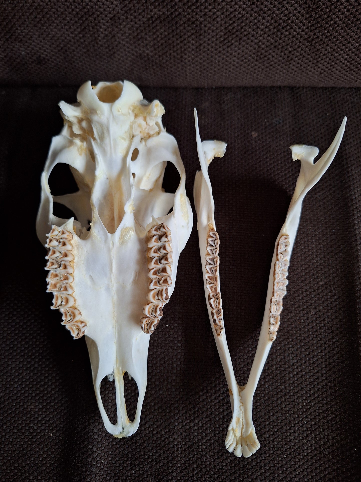 Roe deer skull