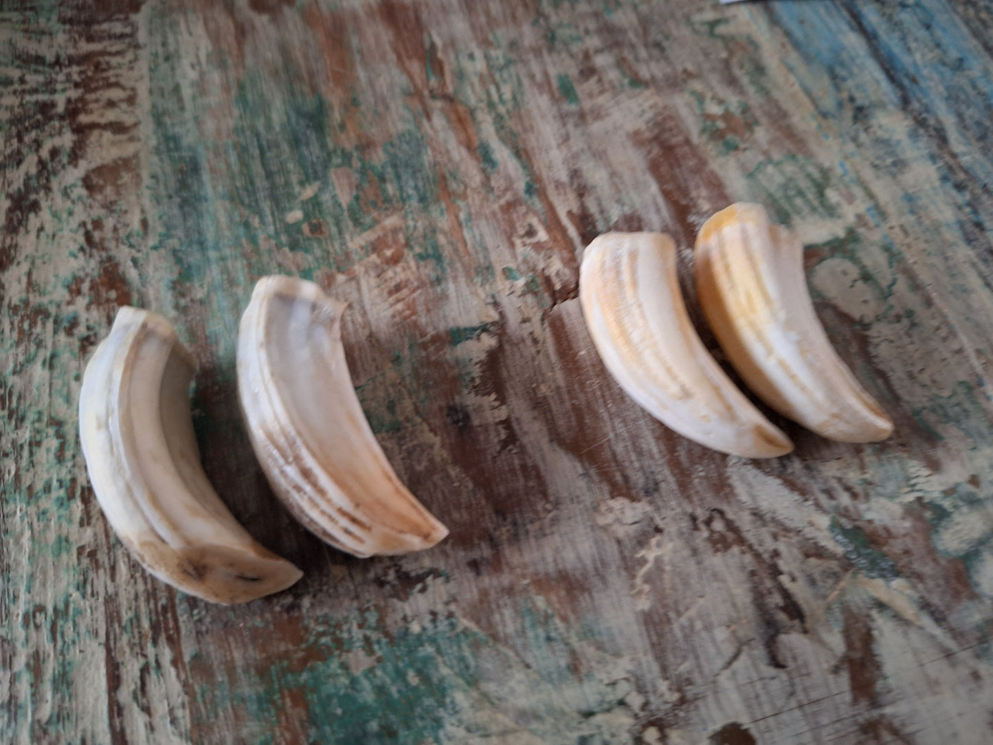 Wild boar upper jaw fangs, set of two