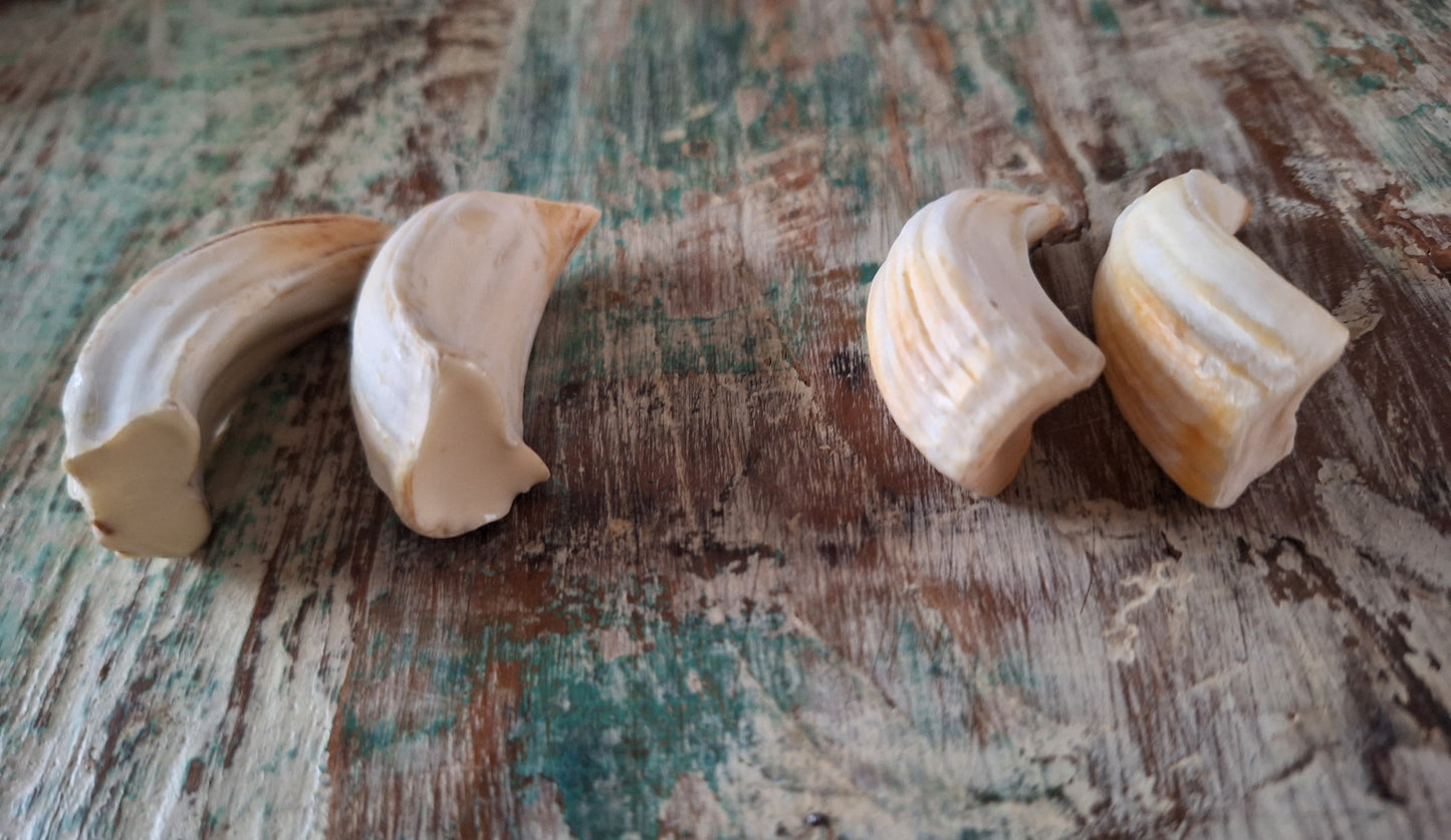 Wild boar upper jaw fangs, set of two