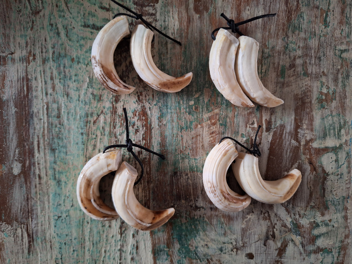 Wild boar upper jaw fangs, set of two