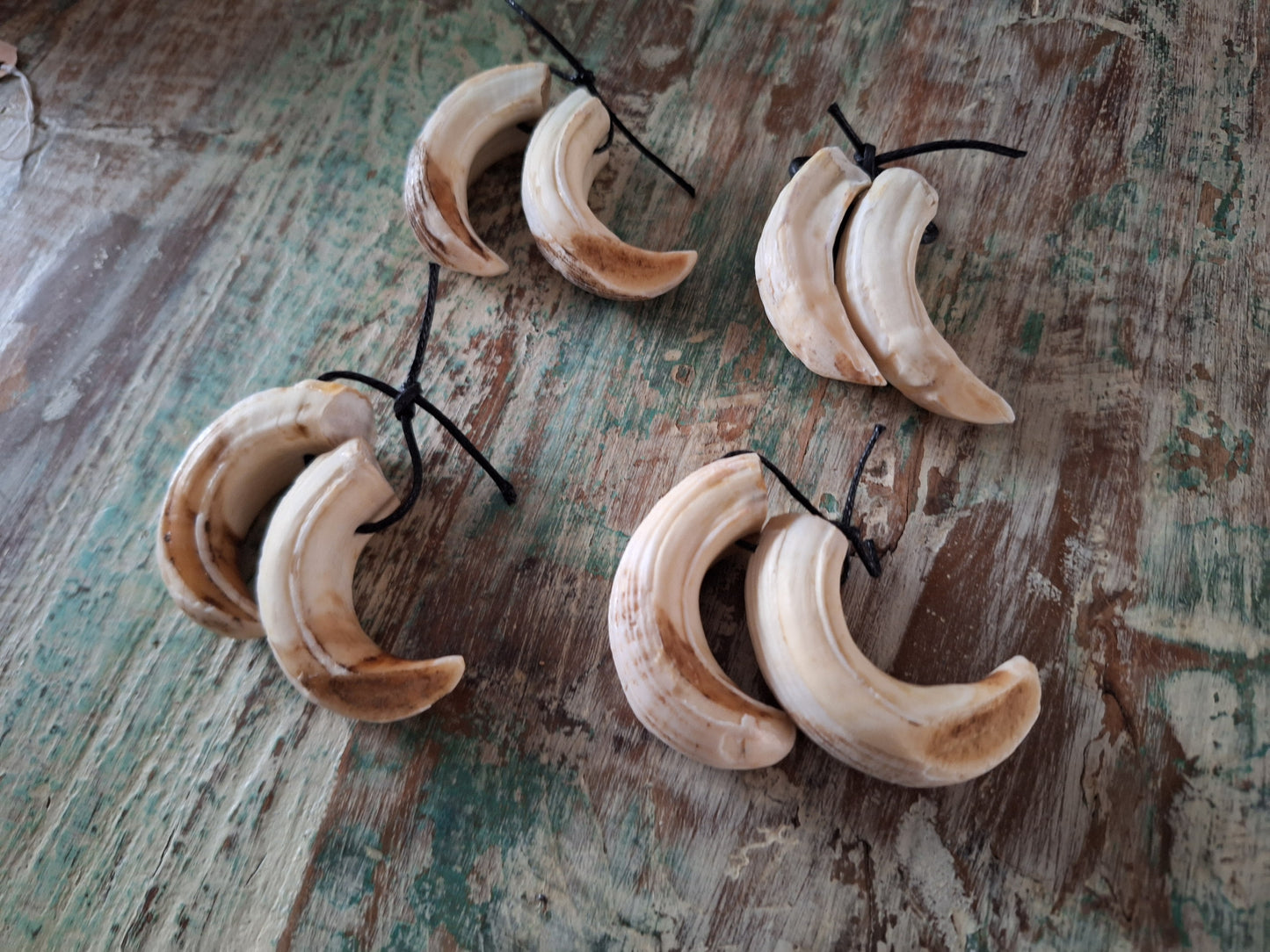 Wild boar upper jaw fangs, set of two