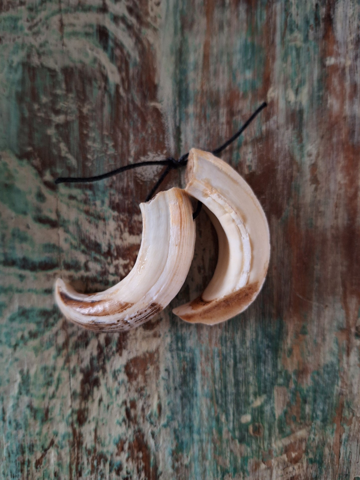 Wild boar upper jaw fangs, set of two