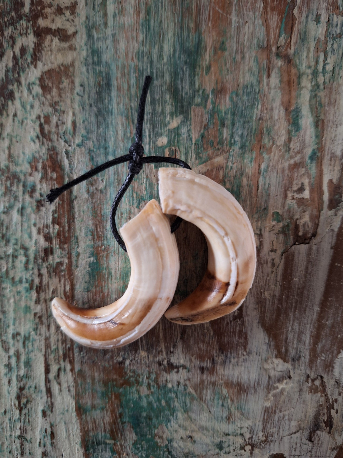 Wild boar upper jaw fangs, set of two