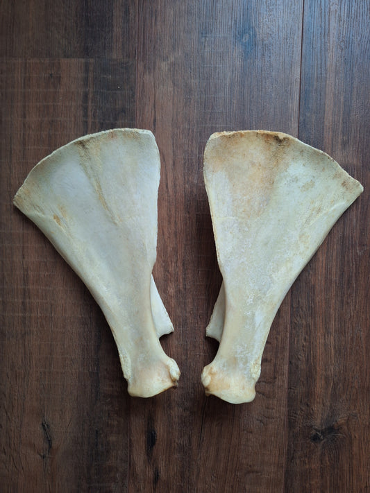 Cow scapula