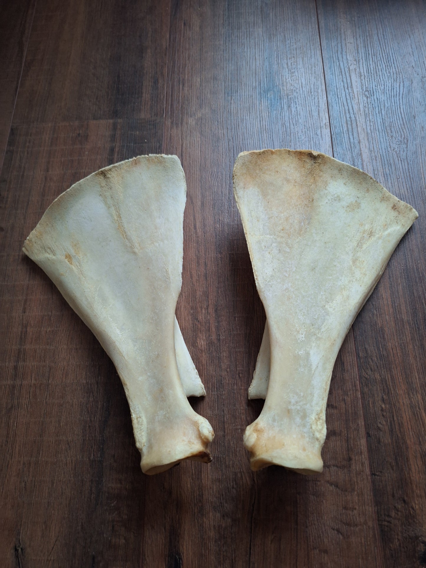 Cow scapula