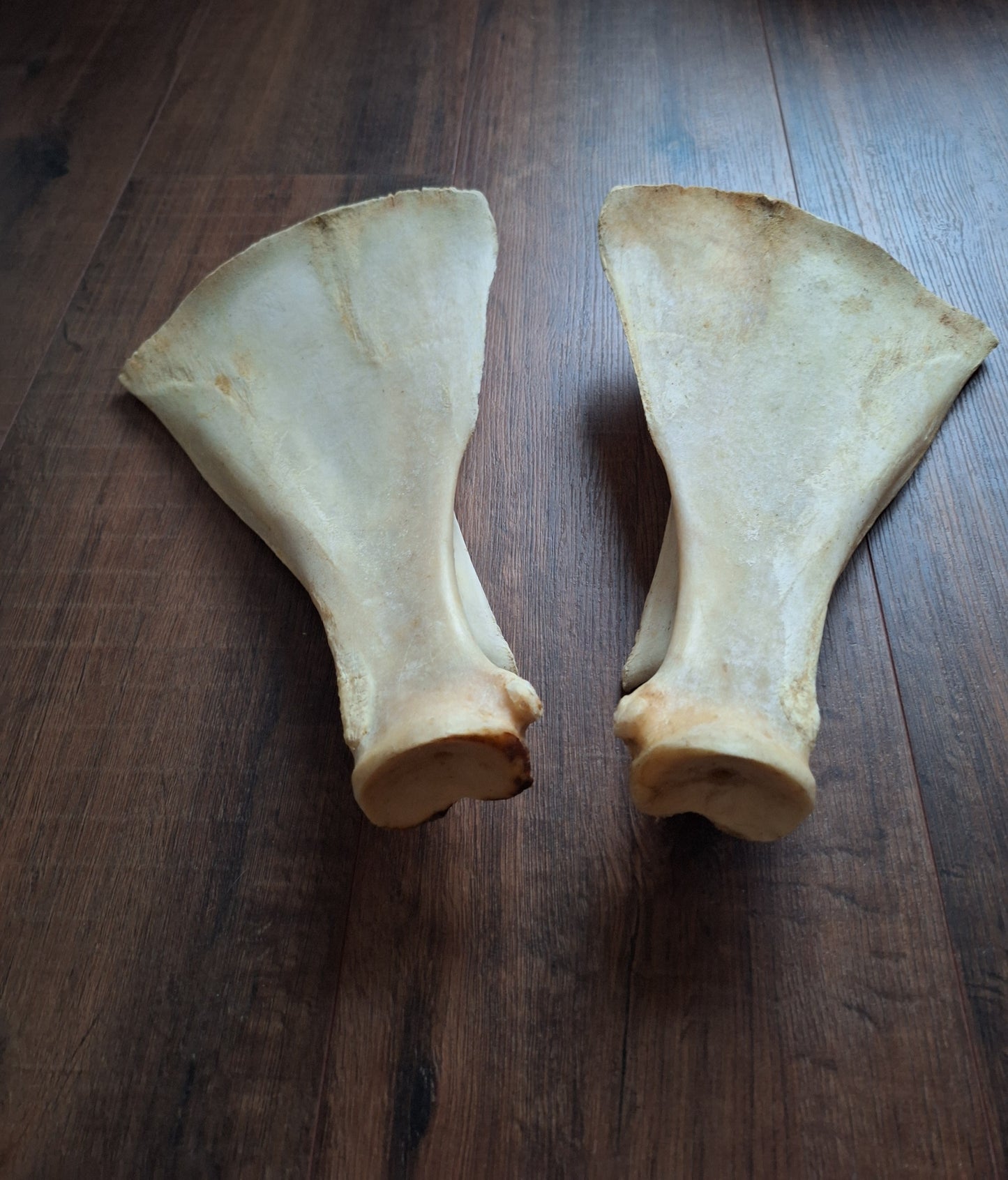 Cow scapula