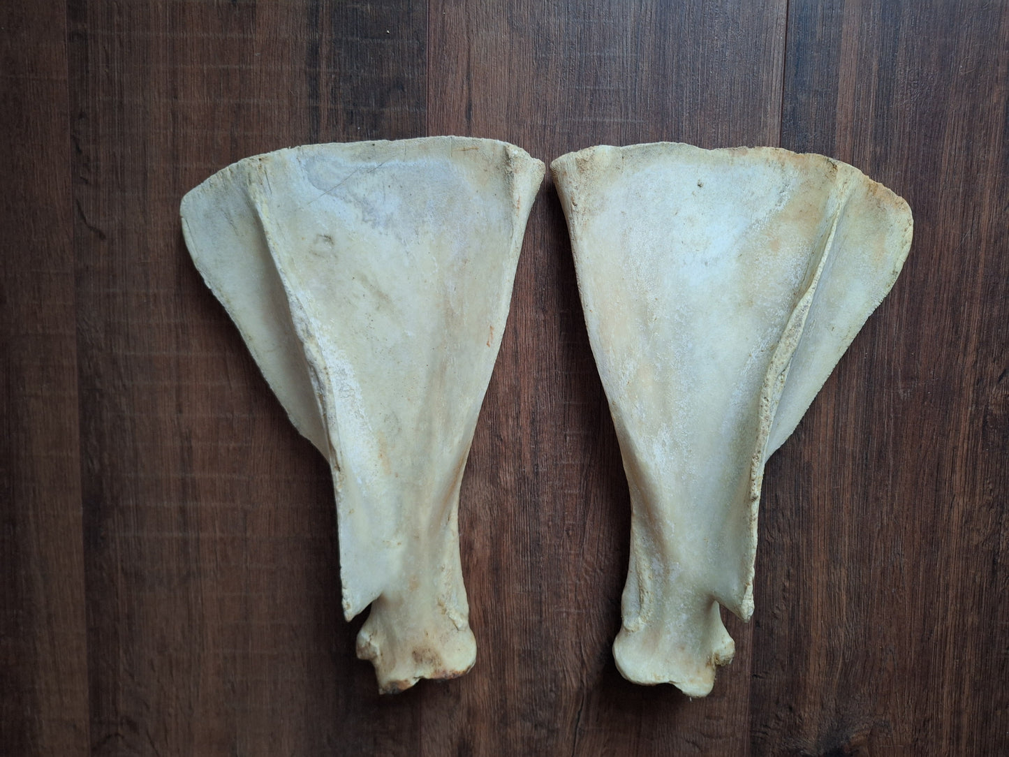 Cow scapula