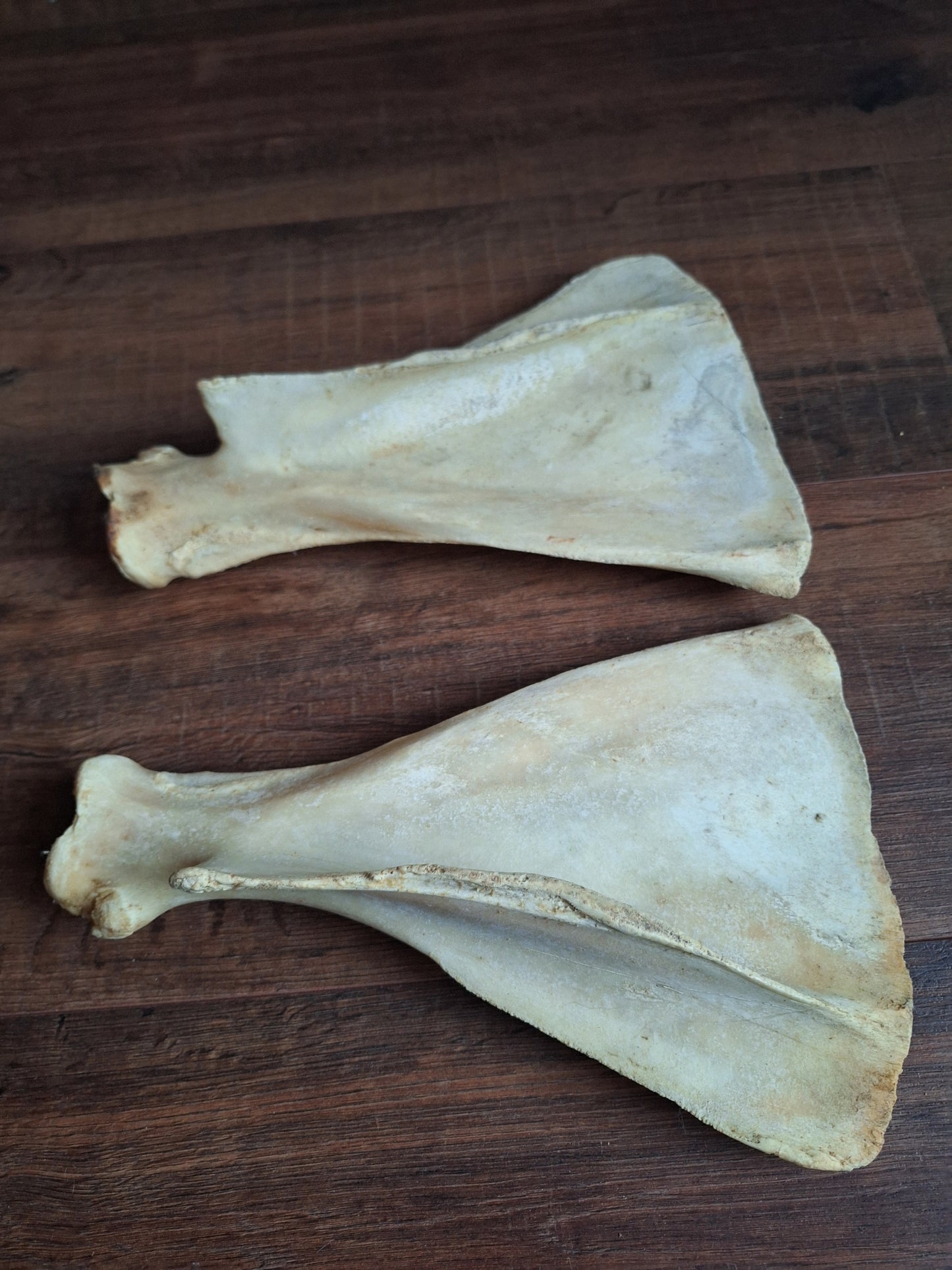 Cow scapula