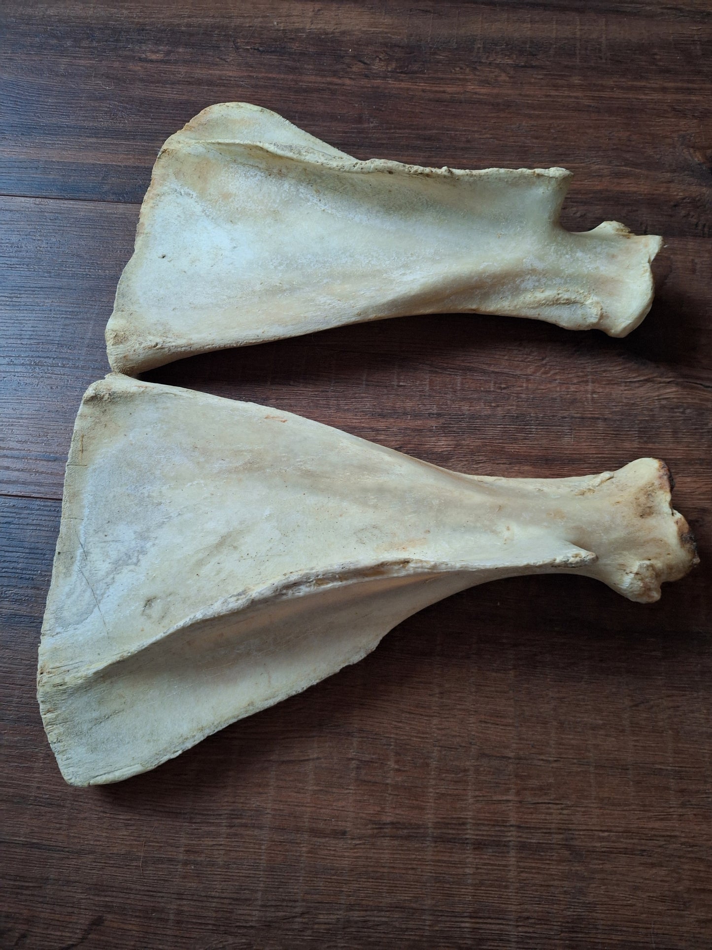 Cow scapula