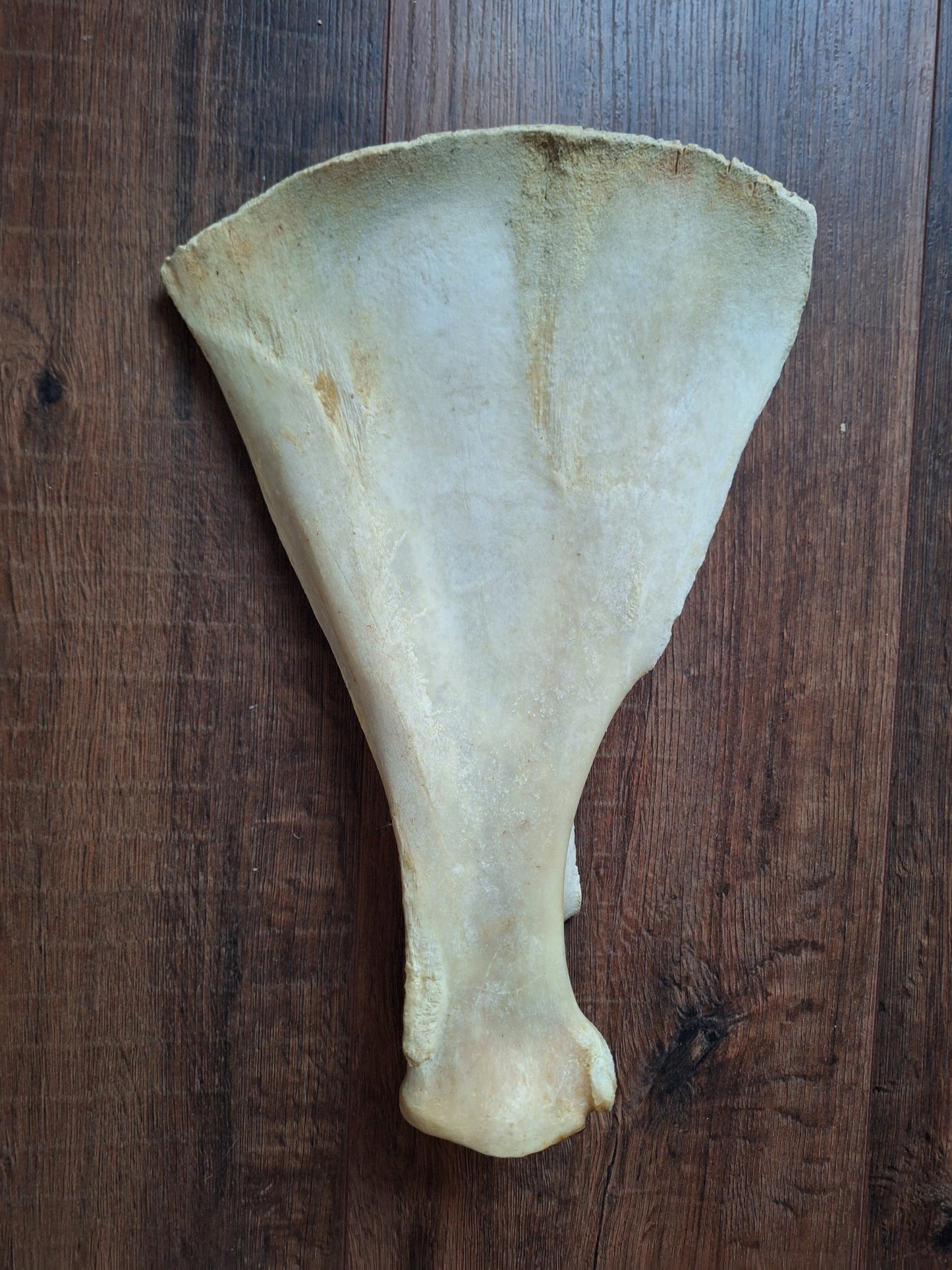 Cow scapula