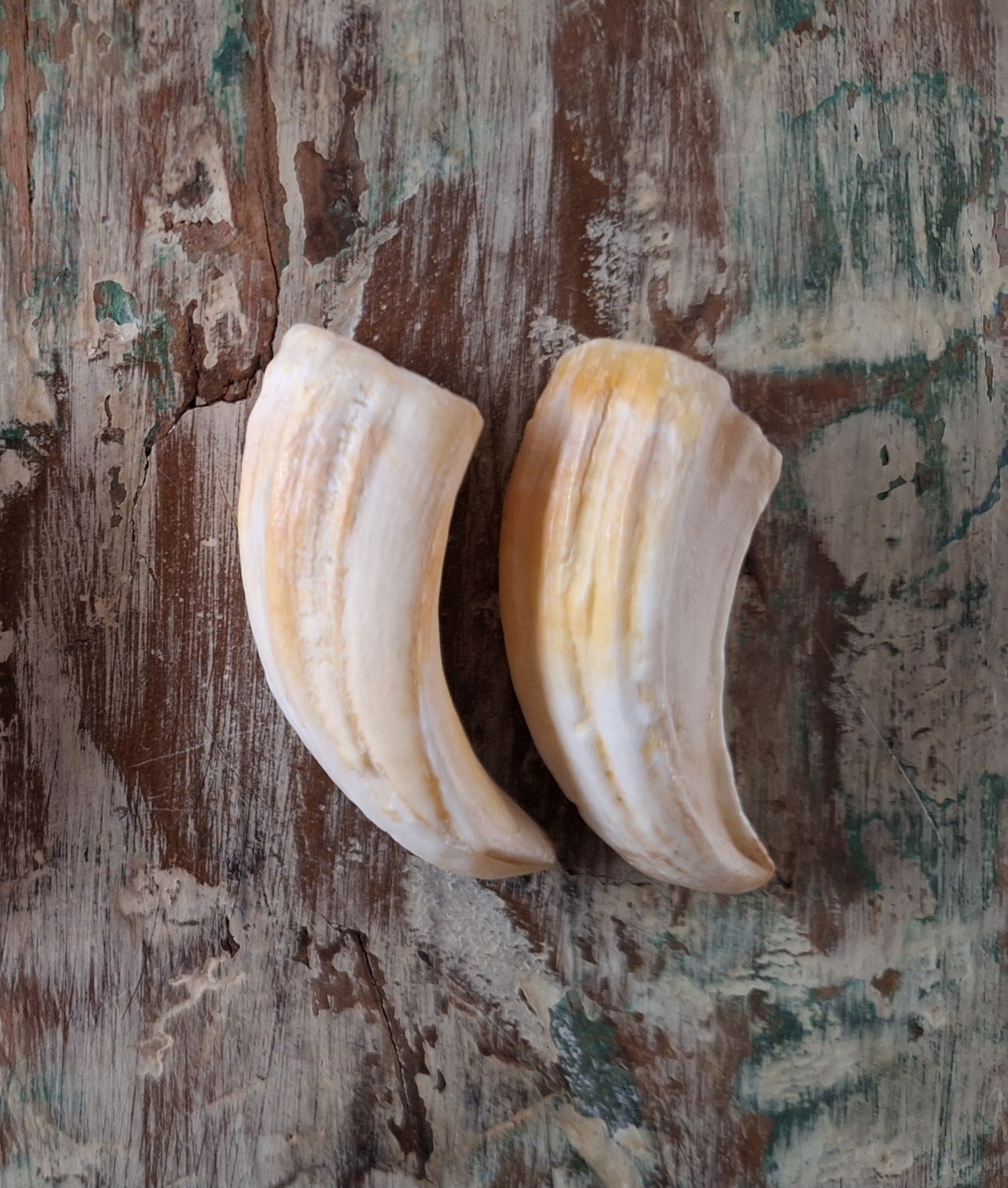 Wild boar upper jaw fangs, set of two