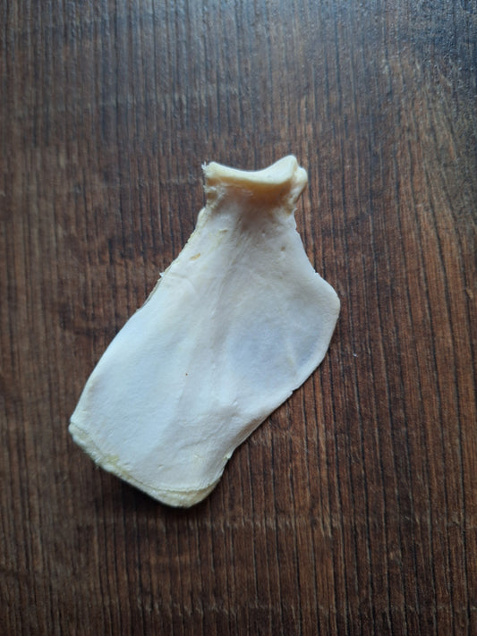 Badger scapula