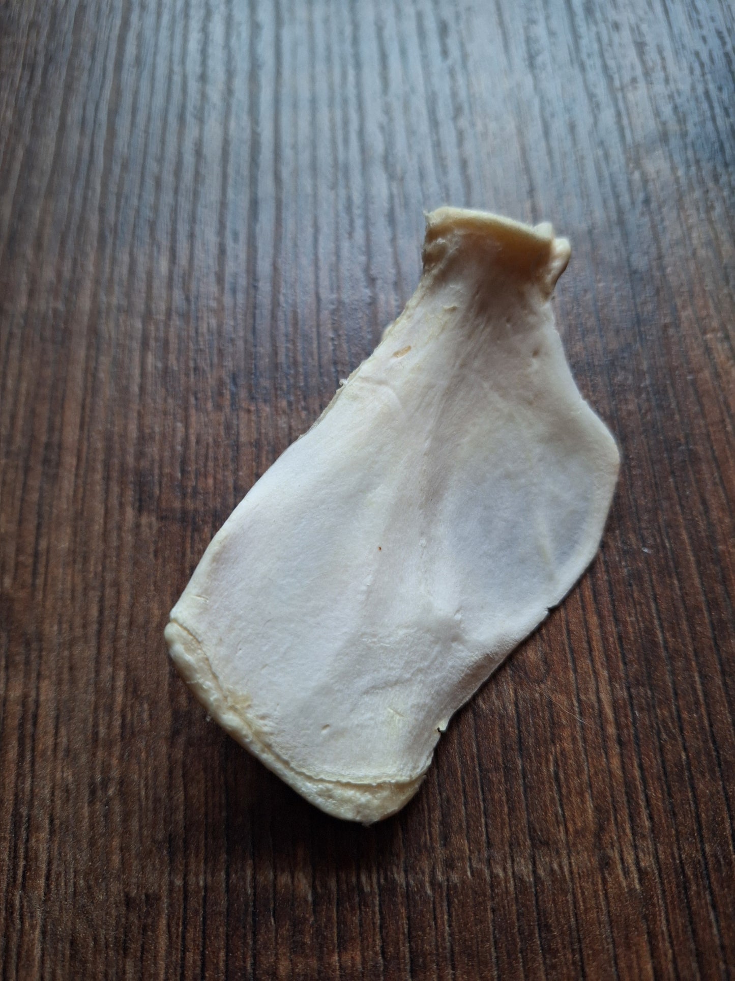 Badger scapula