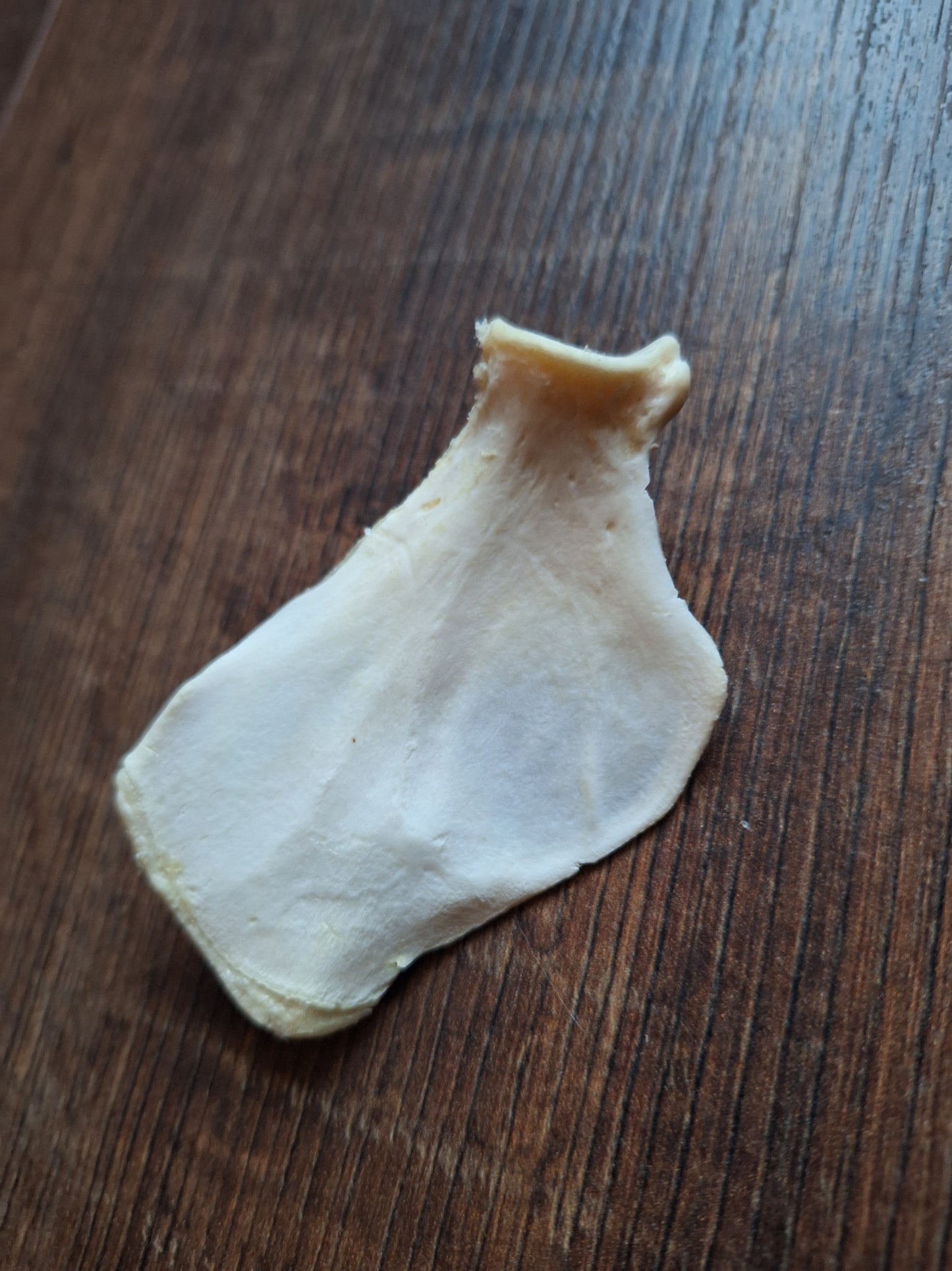 Badger scapula