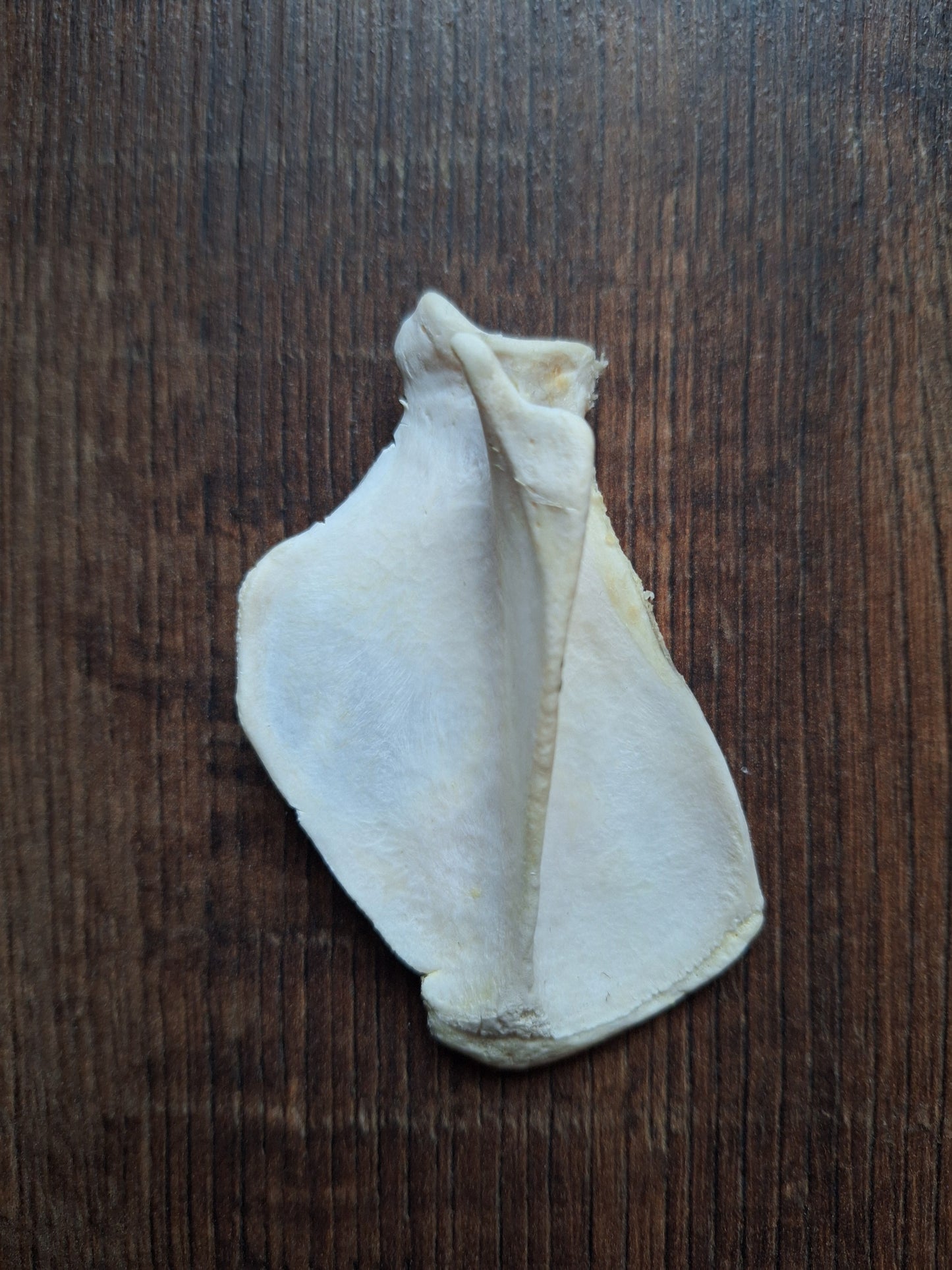 Badger scapula