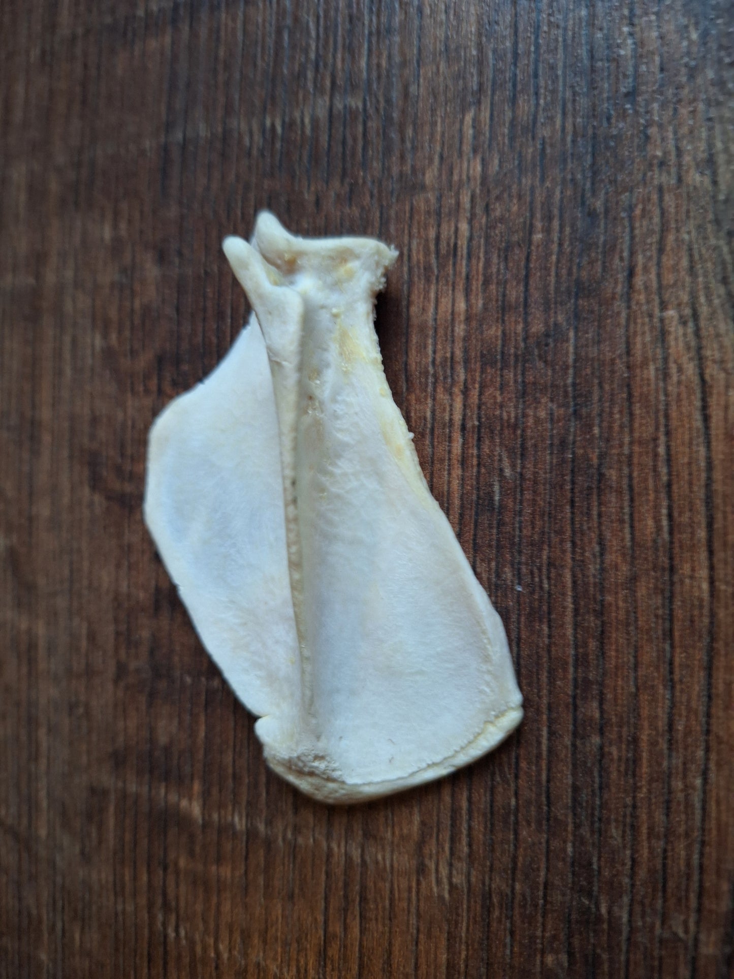 Badger scapula