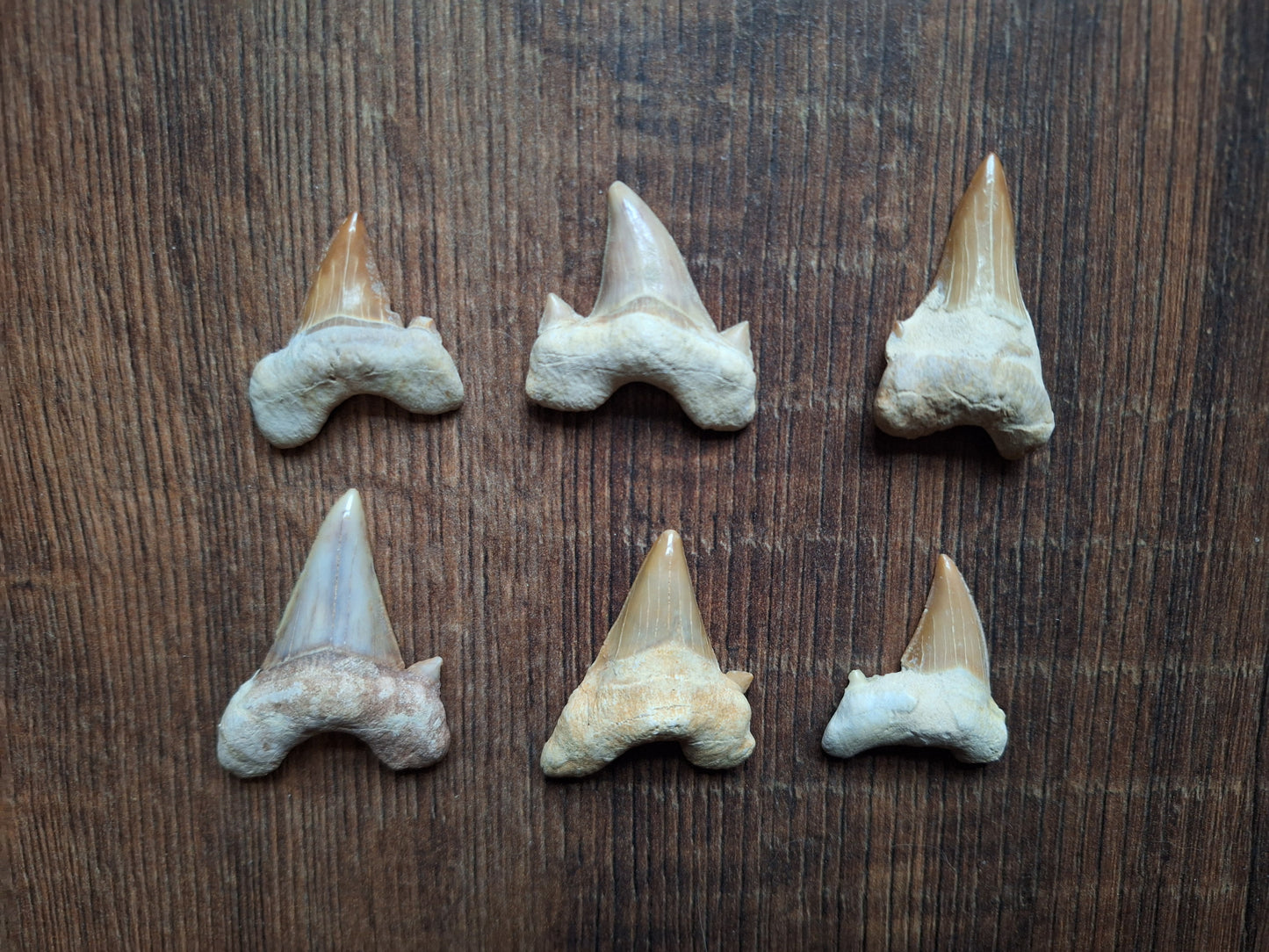 Fossilized shark teeth