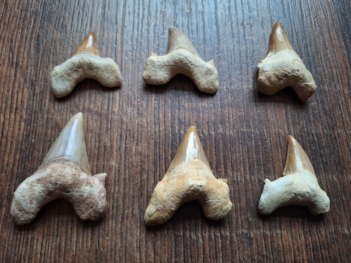 Fossilized shark teeth